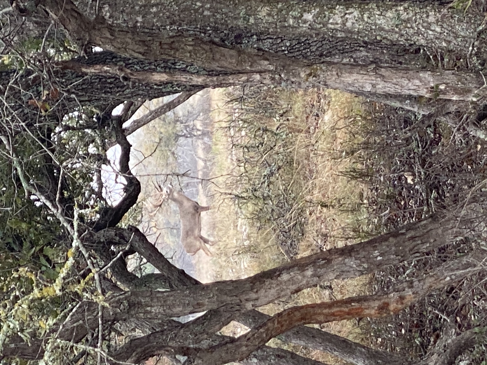 Mature whitetail buck seen through the oaks at JDG Ranch