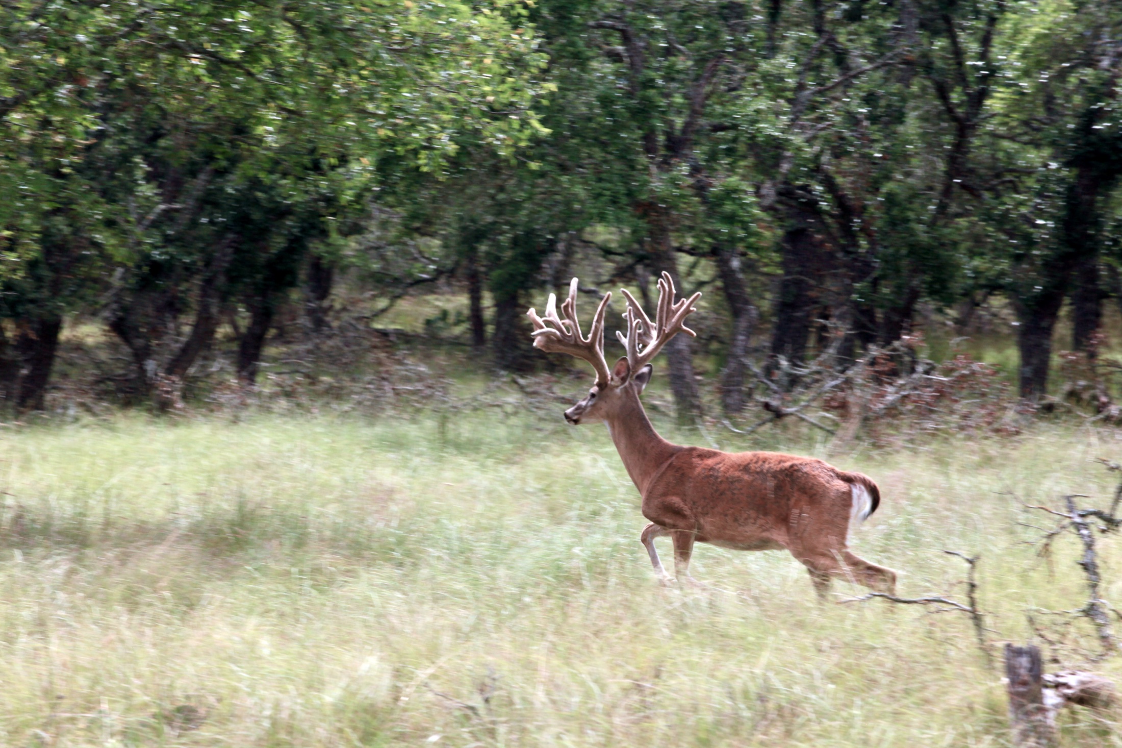 Large velvet-antlered whitetail buck crossing a JDG Ranch clearing